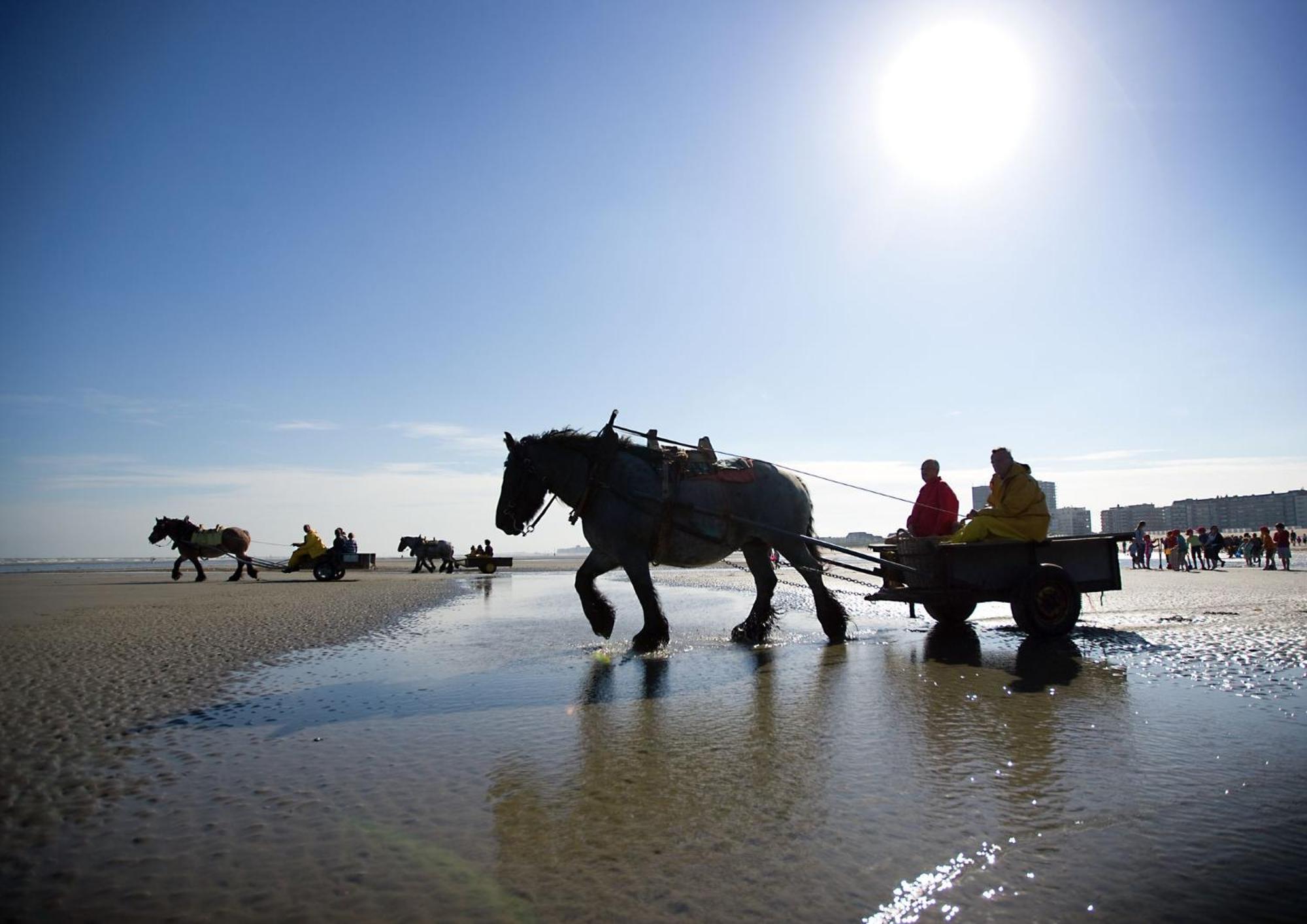 Vitamine D Koksijde Kültér fotó